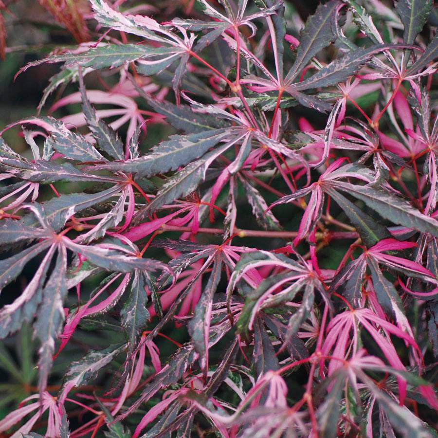 Acer palmatum 'Lileeanne's Jewell'