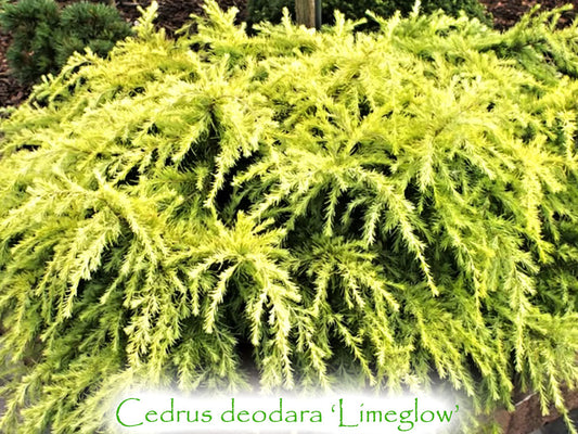 Cedrus deodara 'Limeglow'