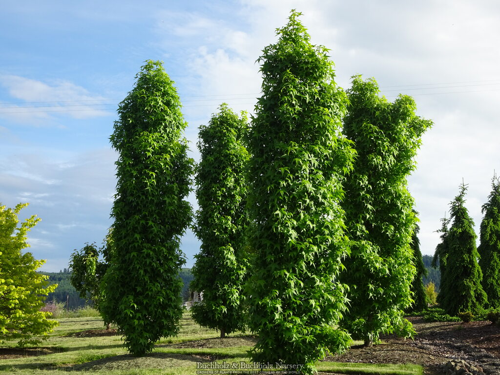 Liquidambar styraciflua 'Slender Silhouette'