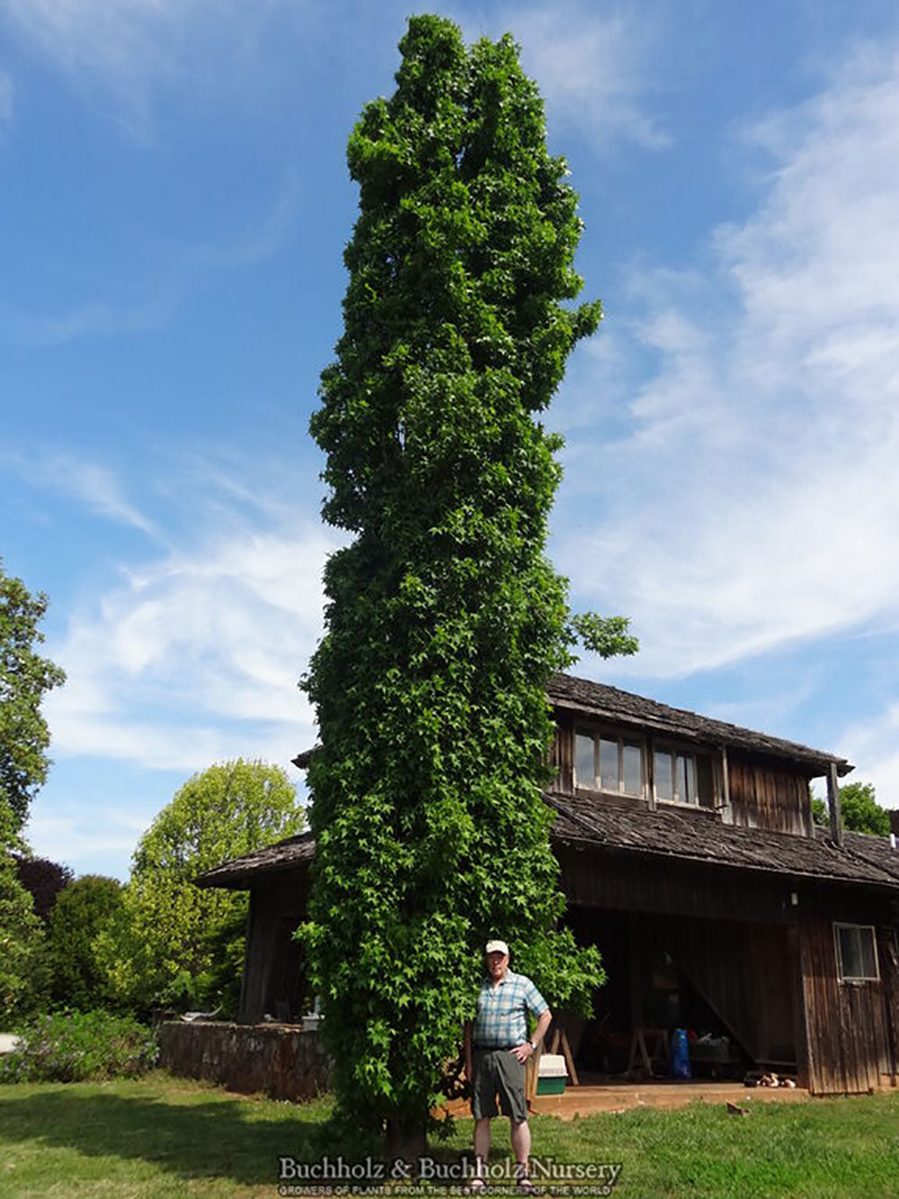 Liquidambar styraciflua 'Slender Silhouette'