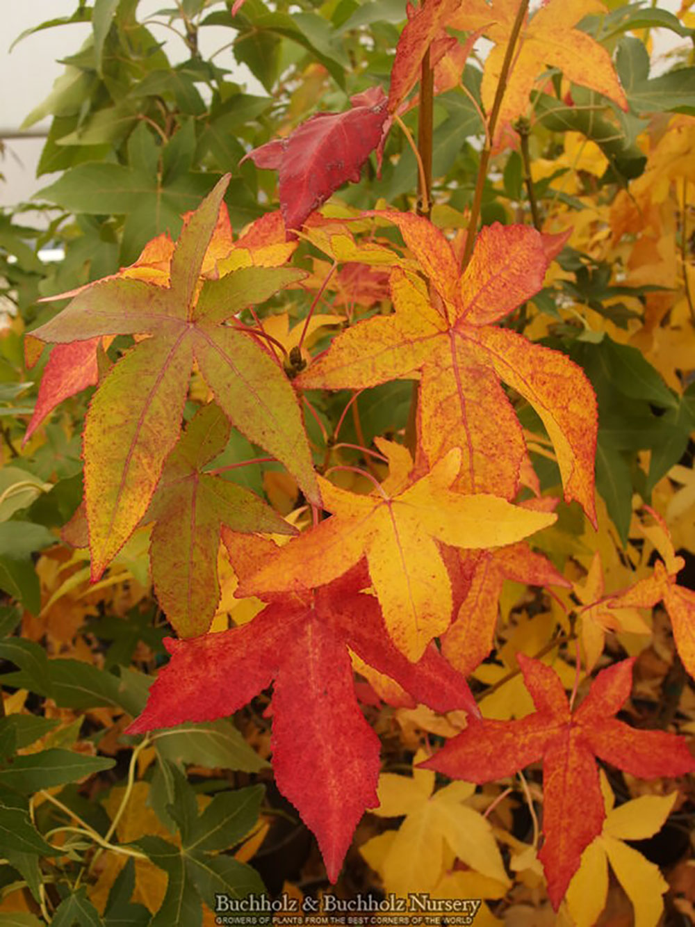 Liquidambar styraciflua 'Slender Silhouette'