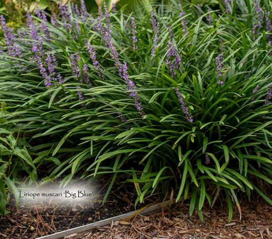 Liriope muscari 'Big Blue'