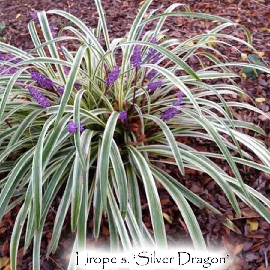 Liriope spicata 'Silver Dragon'  -  Variegated Lily Turf