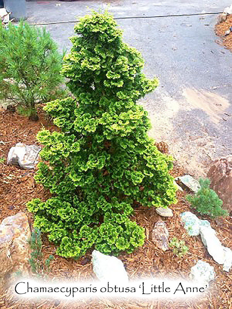 Chamaecyparis obtusa 'Little Ann'