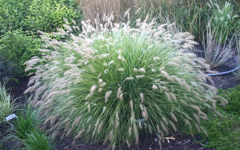 Little Bunny Dwarf Fountain Grass - Pennisetum alopecuroides