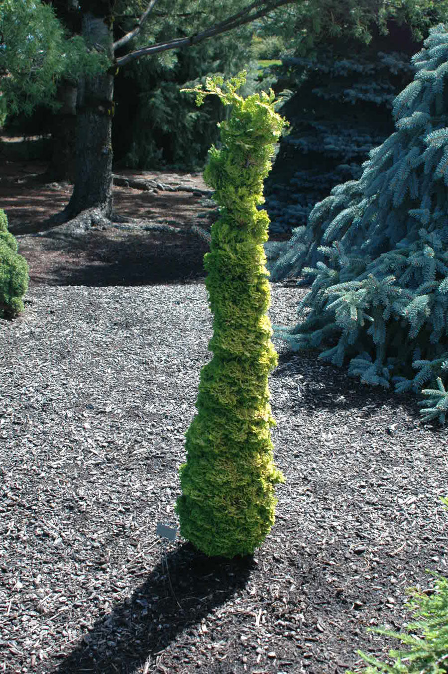 Chamaecyparis obtusa 'Little Markey'