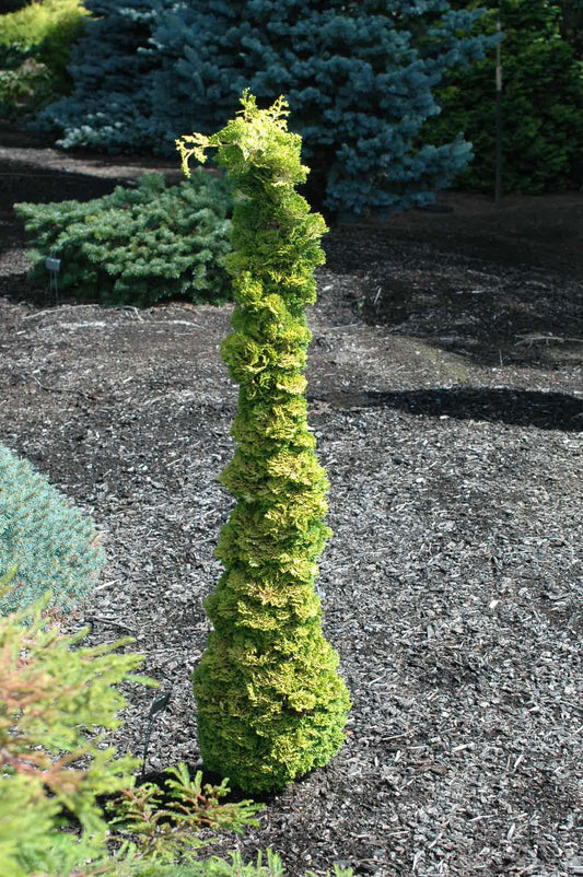 Chamaecyparis obtusa 'Little Markey'