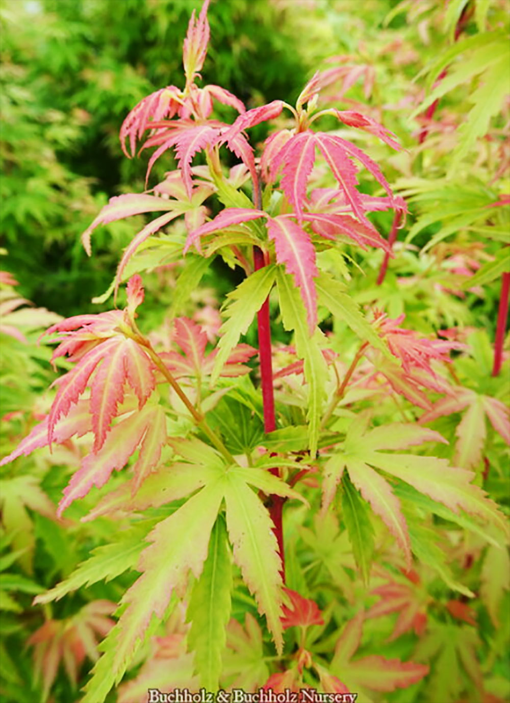 Acer palmatum 'Little Sango' – Singing Tree Gardens Nursery