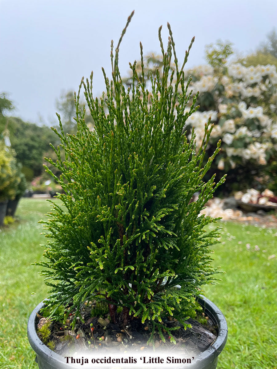 Thuja occidentalis 'Little Simon'