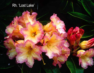 R. 'Lost Lake'