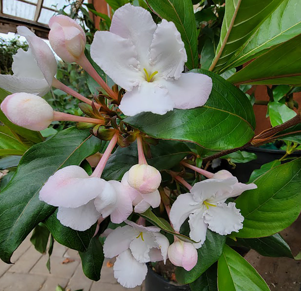 Luculia pinceana