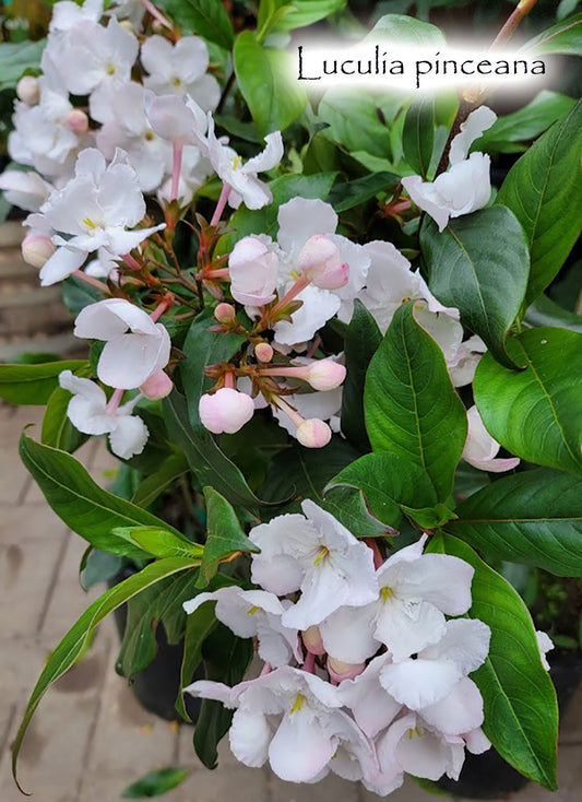 Luculia pinceana