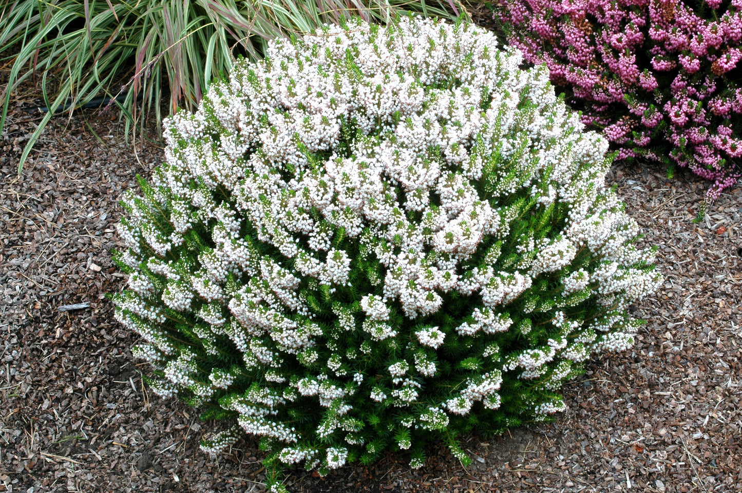 Erica vagens 'Lyonesse'