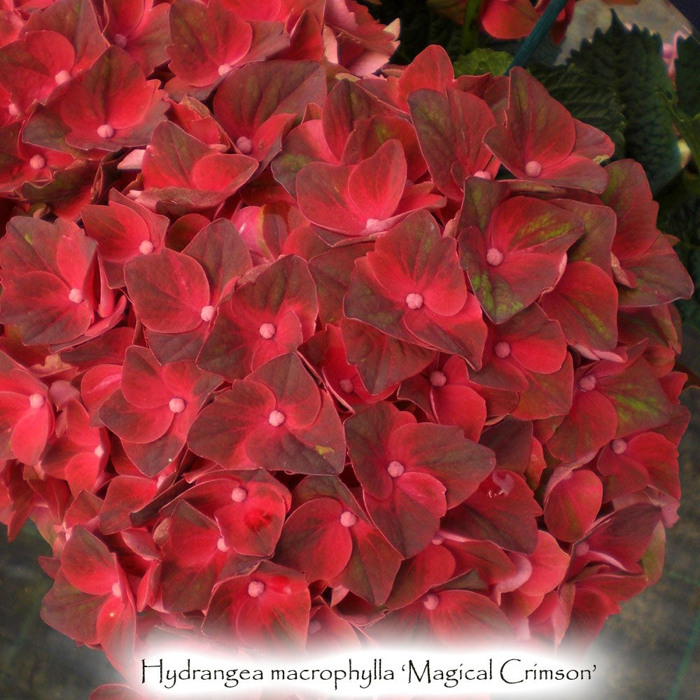 Hydrangea macrophylla 'Magical Crimson'