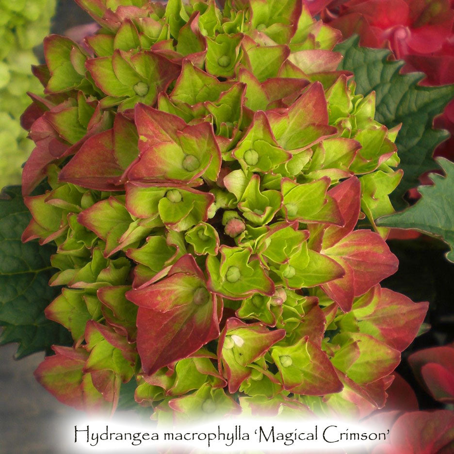 Hydrangea macrophylla 'Magical Crimson'