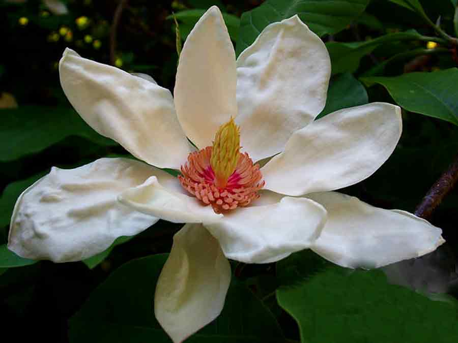 Magnolia s. 'Charles Coates'