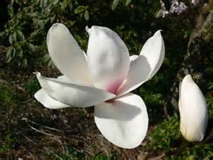 Magnolia denudata