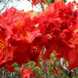 Molalla Red Exbury Type Azalea