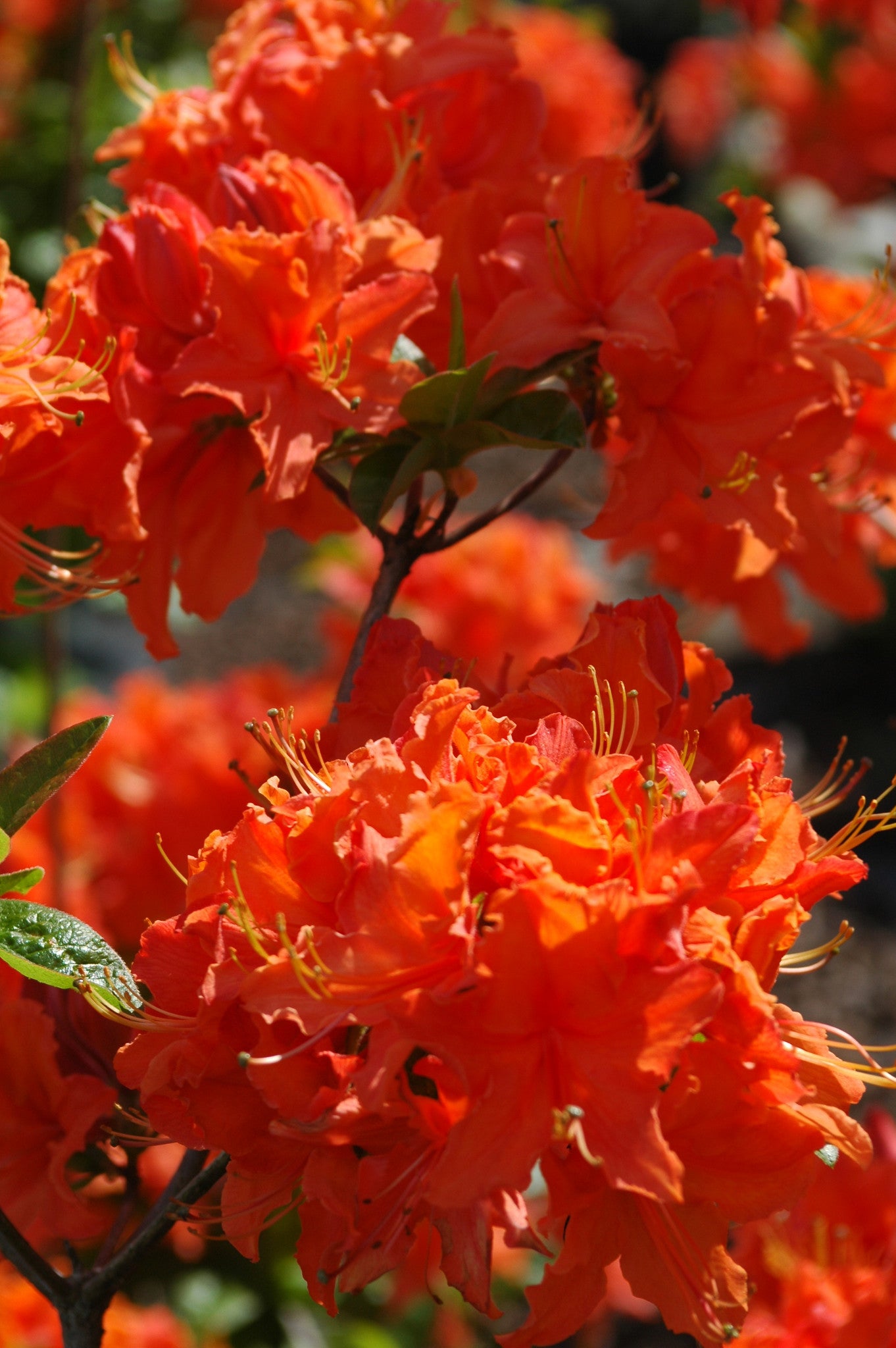 MANDARIN LIGHTS – Singing Tree Gardens Nursery