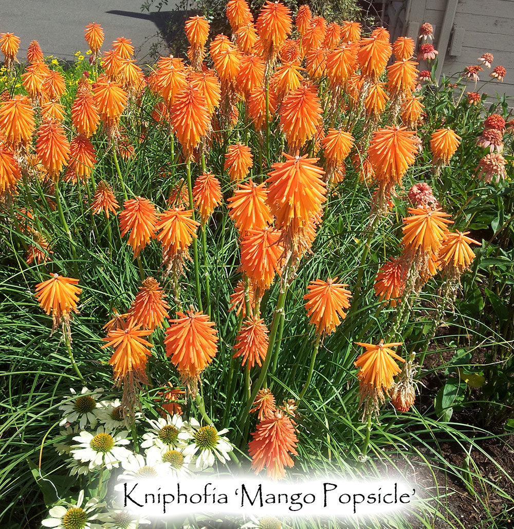 Kniphofia 'Mango Popsicle'