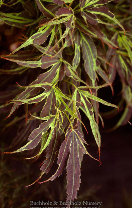 Acer palmatum 'Manyo no sato'