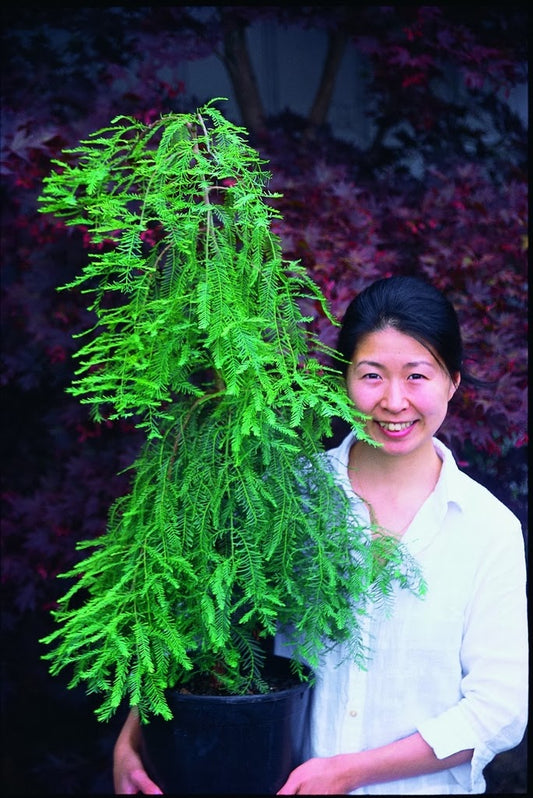 Metasequoia glyptostroboides 'Miss Grace'