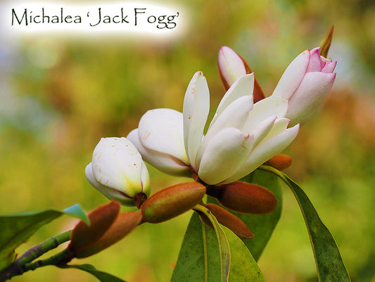 Michelia x 'Jack Fogg'