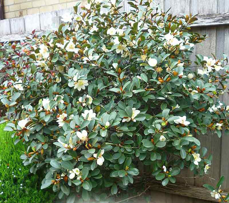 Michelia yunnanense