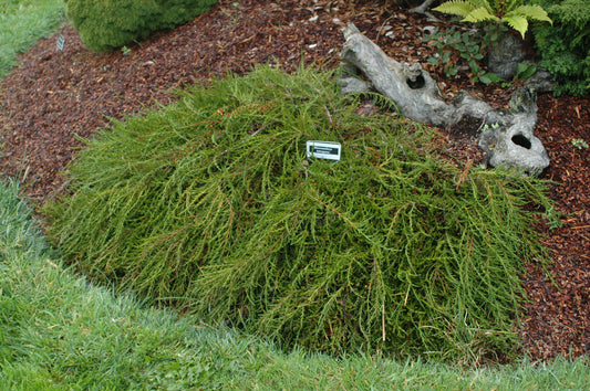 Tasmanian Creeping Pine