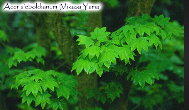 Acer sieboldianum 'Mikasa Yama'