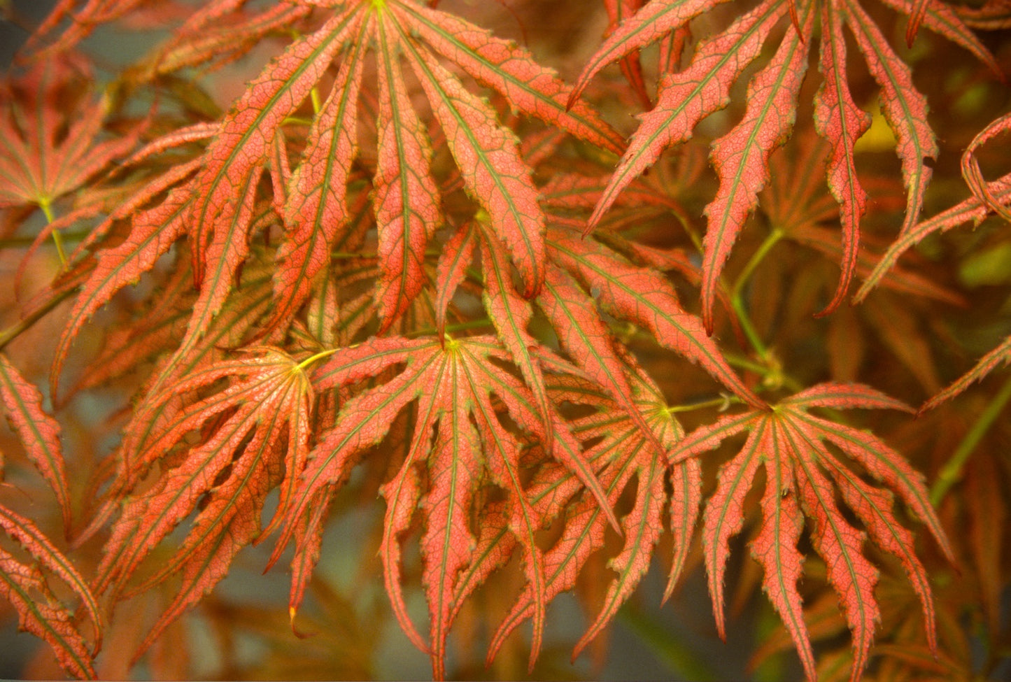 Acer palmatum 'Mikazuki'