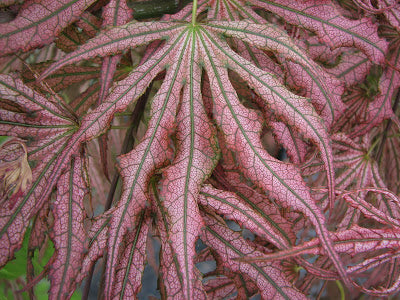 Acer palmatum 'Mikazuki'