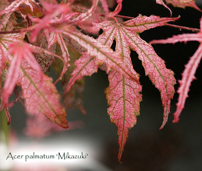 Acer palmatum 'Mikazuki'