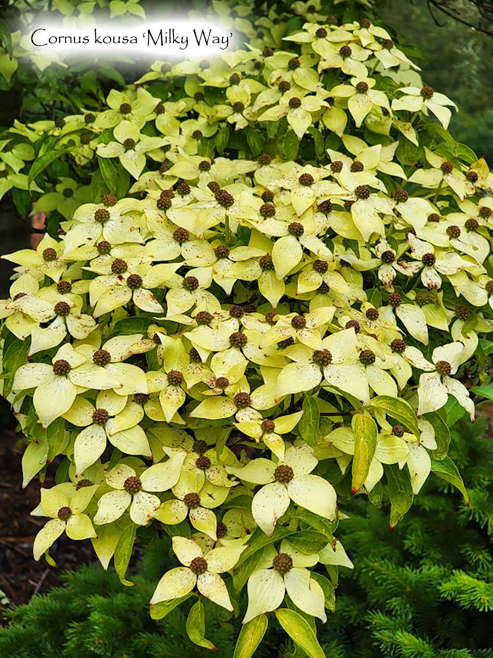 Cornus kousa 'Milky Way'