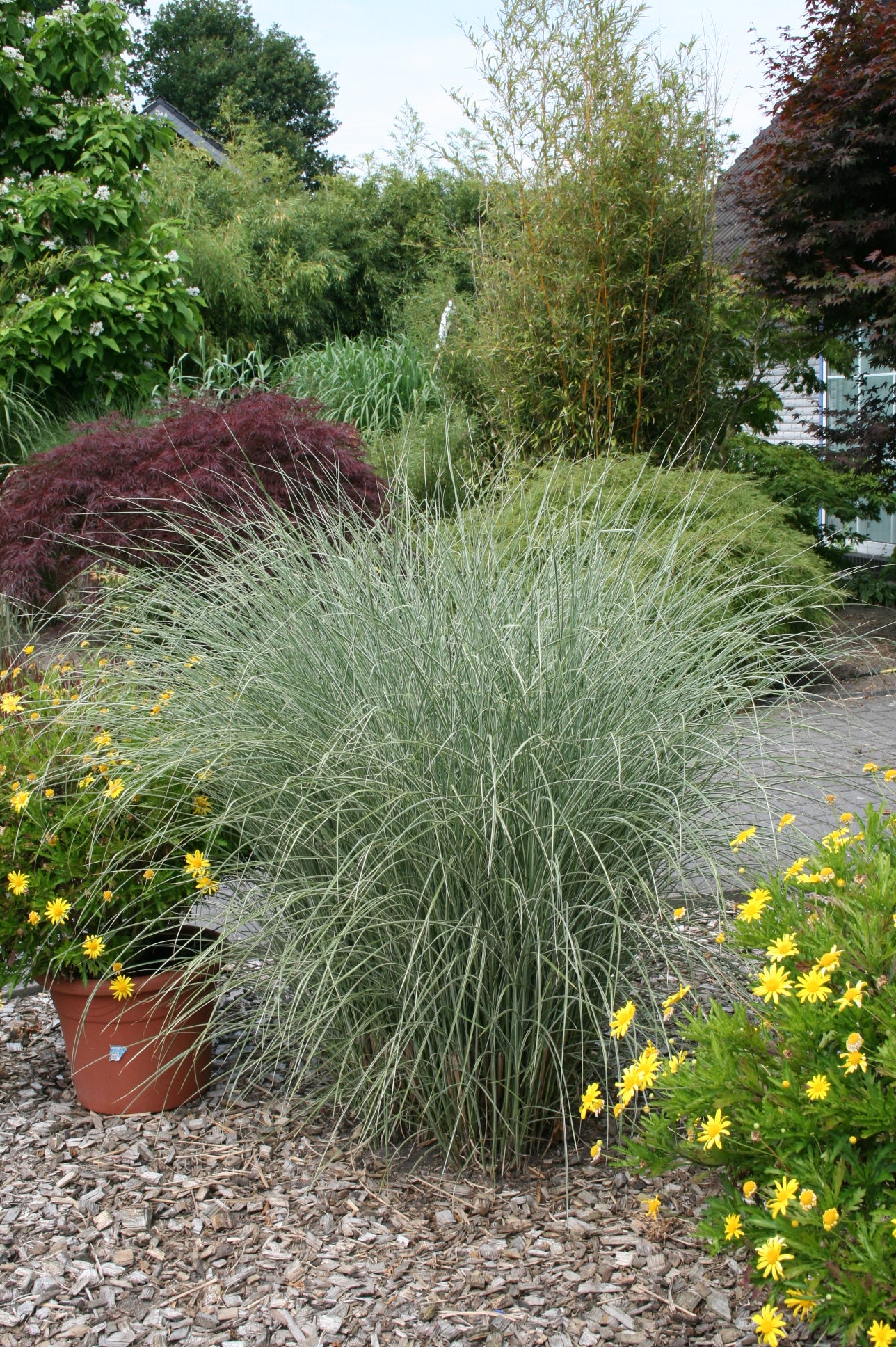 Miscanthus sinensis 'Morning Light'