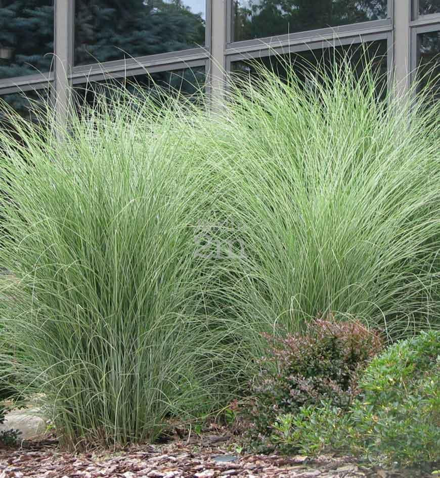 Miscanthus sinensis 'Morning Light'