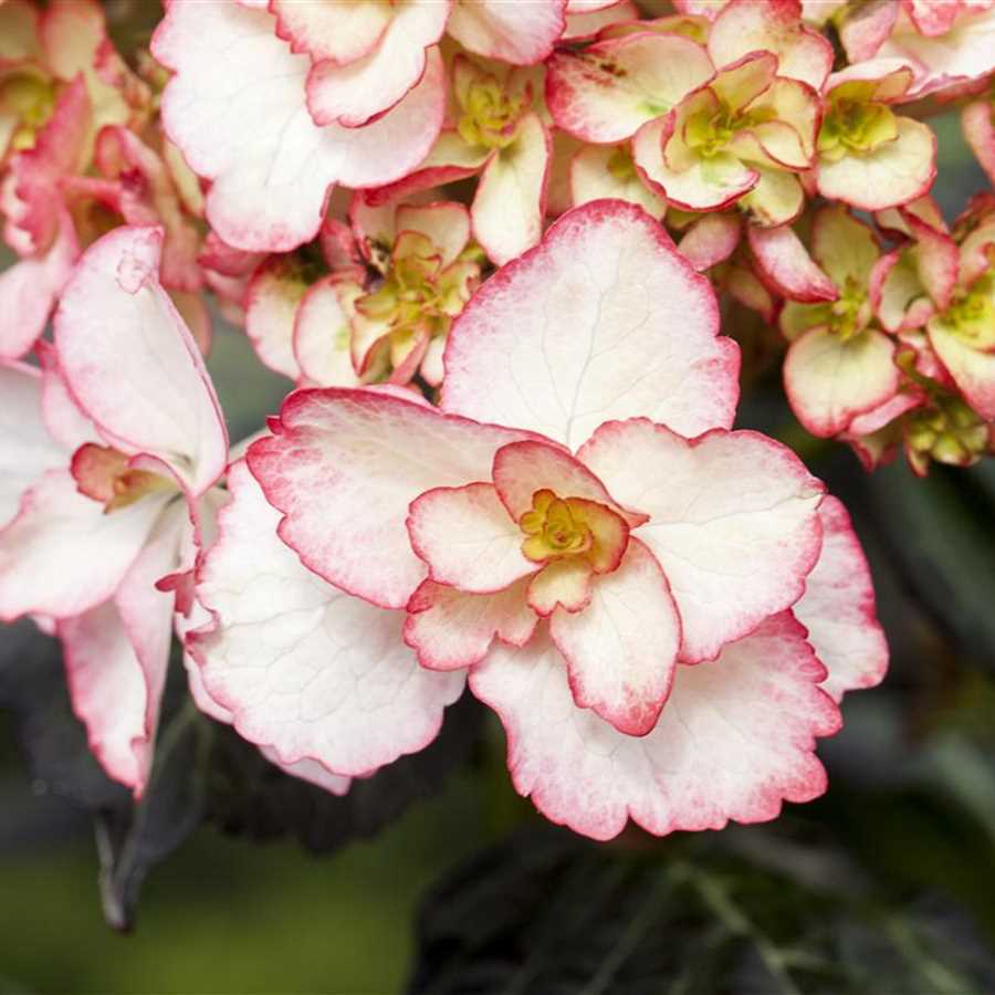 Hydrangea macrophylla 'You&Me Miss Saori'