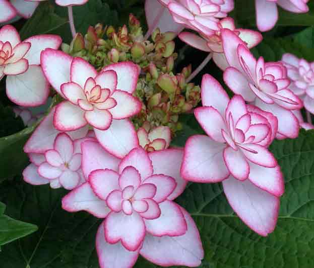 Hydrangea macrophylla 'You&Me Miss Saori'