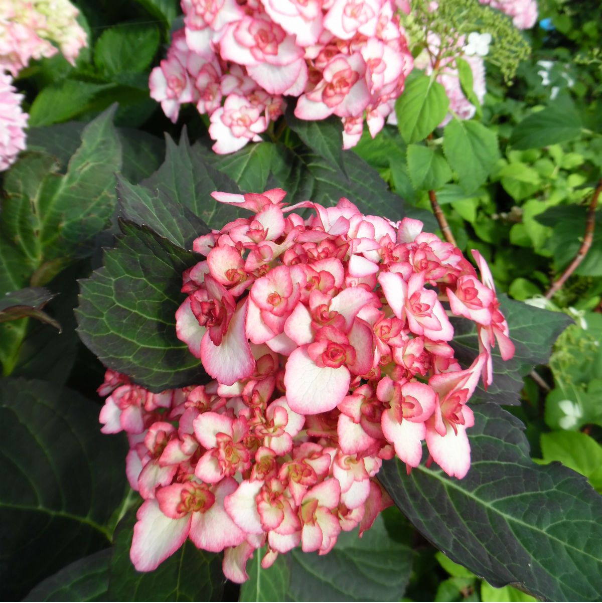 Hydrangea macrophylla 'You&Me Miss Saori'