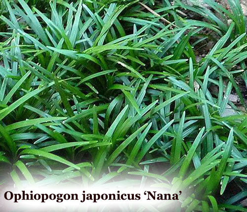 Green Dwarf Mondo Grass  -  Ophiopogon japonicus 'Nana'