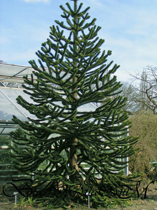 Araucaria araucana  -  Monkey Puzzle Tree