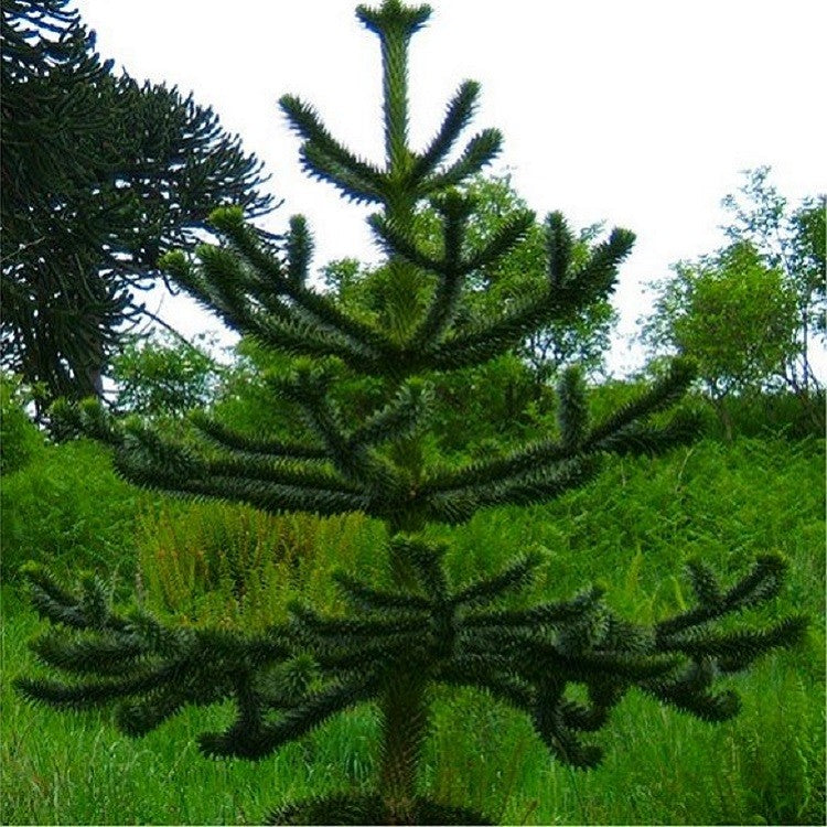 Araucaria araucana  -  Monkey Puzzle Tree