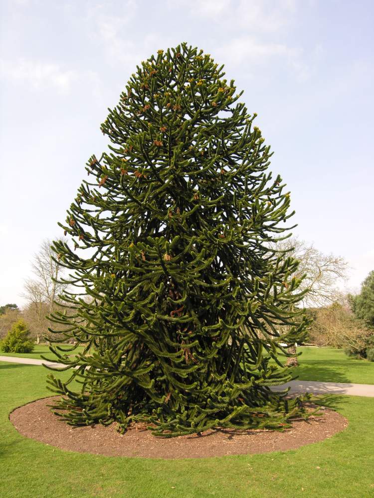 Araucaria araucana  -  Monkey Puzzle Tree