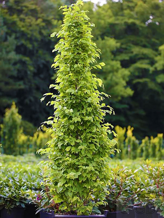 Carpinus betulus 'Monument'