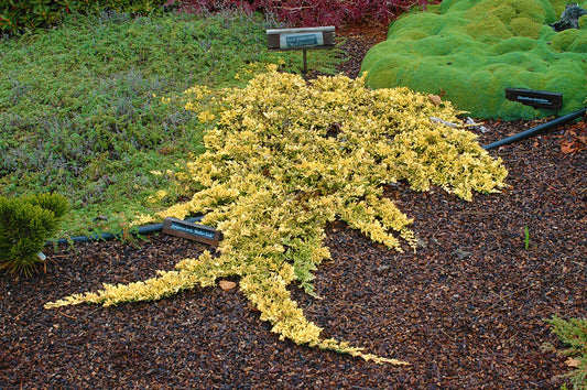 Juniperus horizontalis 'Mother Lode'