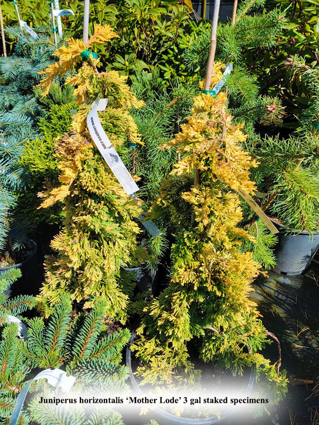 Juniperus horizontalis 'Mother Lode'