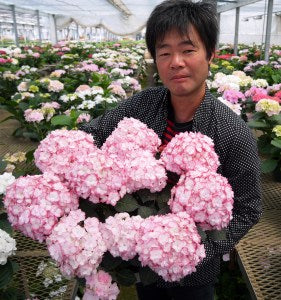 Hydrangea macrophylla 'You&Me Miss Saori'