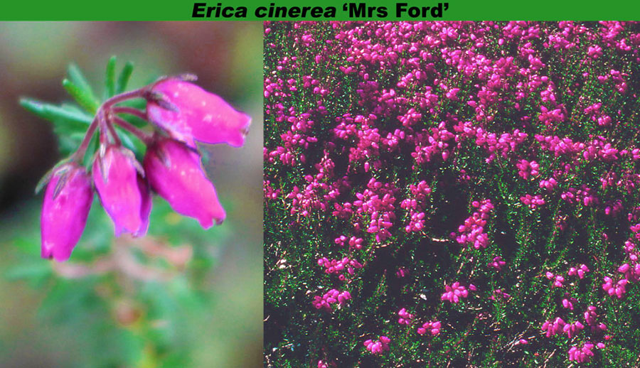 Erica cinerea 'Mrs. Ford'