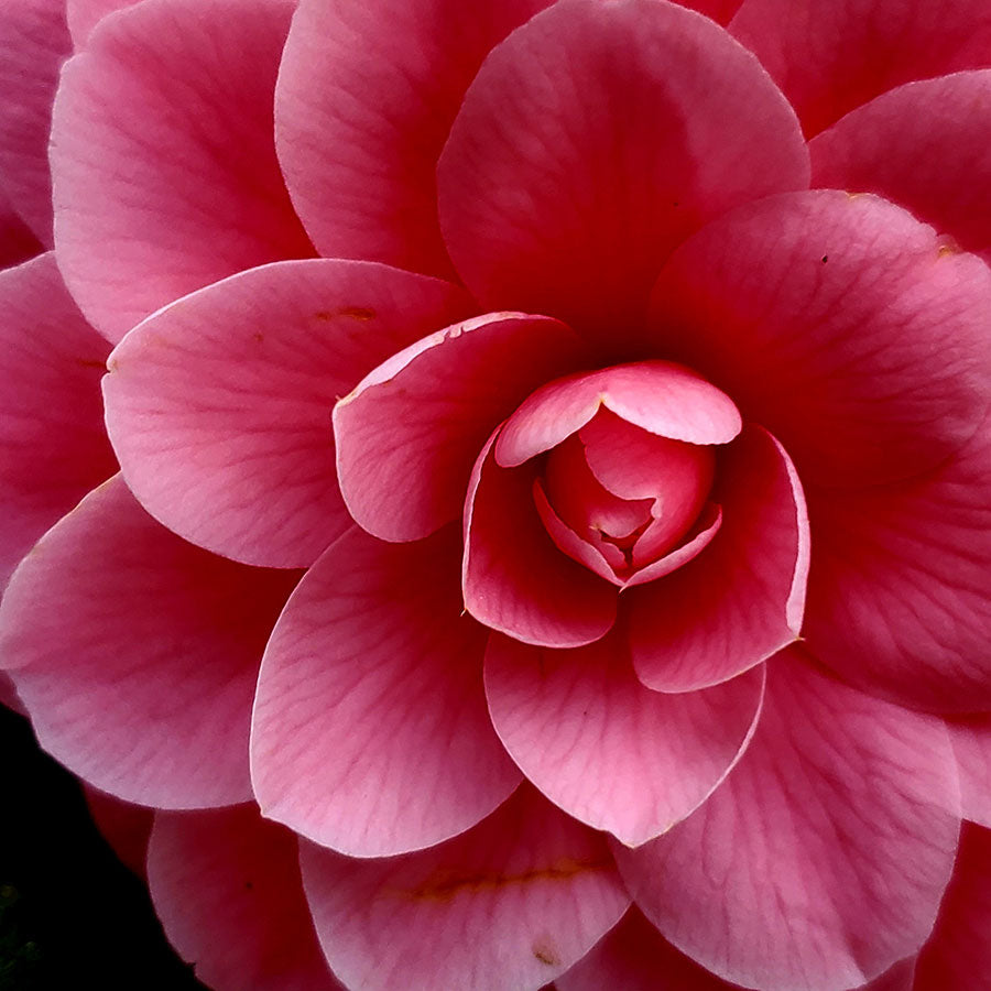 Camellia japonica 'Mrs Tingley'