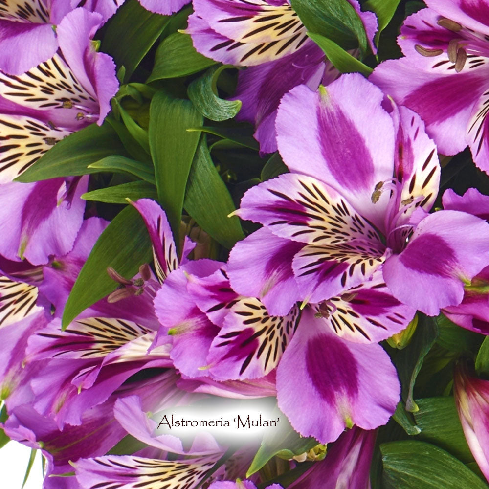 Alstroemeria x 'Zaprimu' (aka 'Mulan')